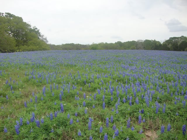 A sea of blue