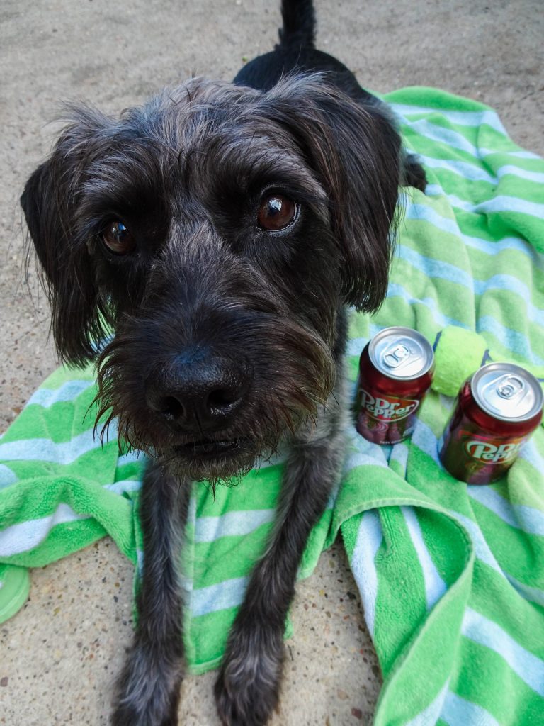 Summer pool day with dogs