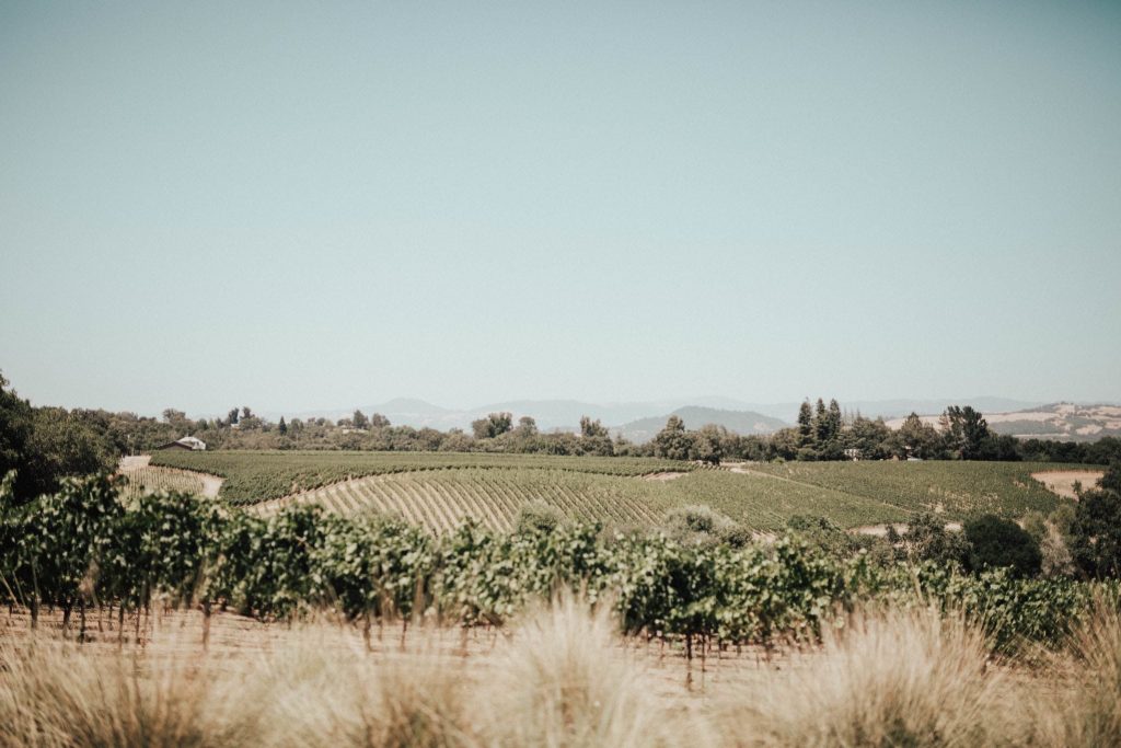 Healdsburg vineyards, Russian River Valley