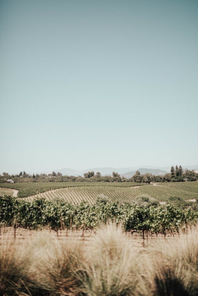 MacRostie vineyards, Healdsburg, California