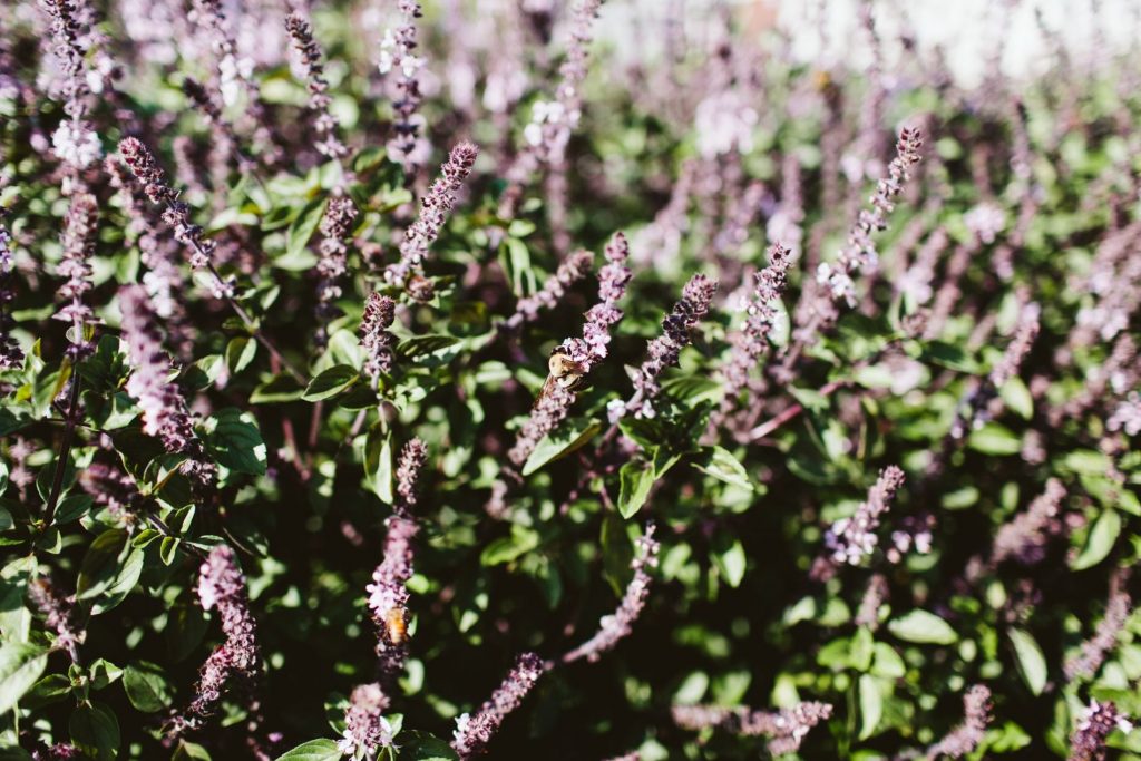 fresh lavender bushes, farm-to-table eating