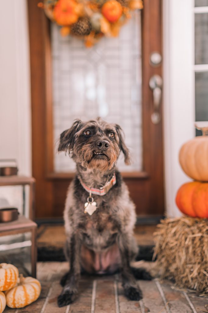 Pets at home for fall and autumn