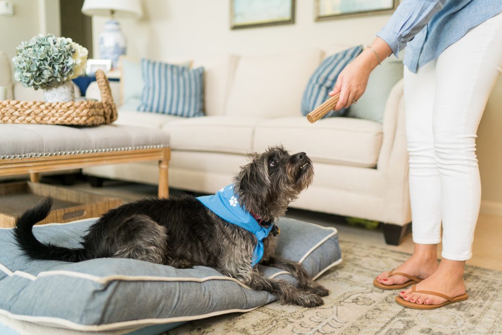 Treats for your pup when working from home