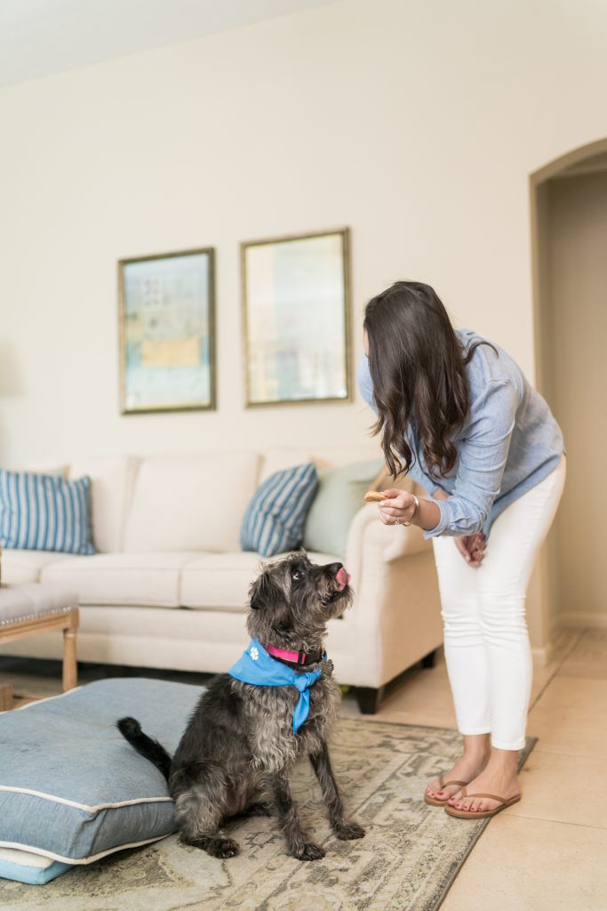 Tips for working from home with your pets