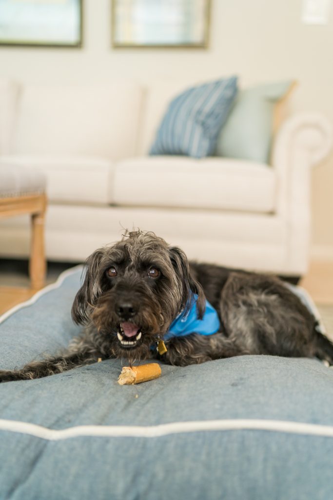 How to keep your dog happy when working from home