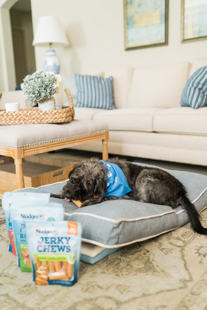 Best tips for working from home with your pet