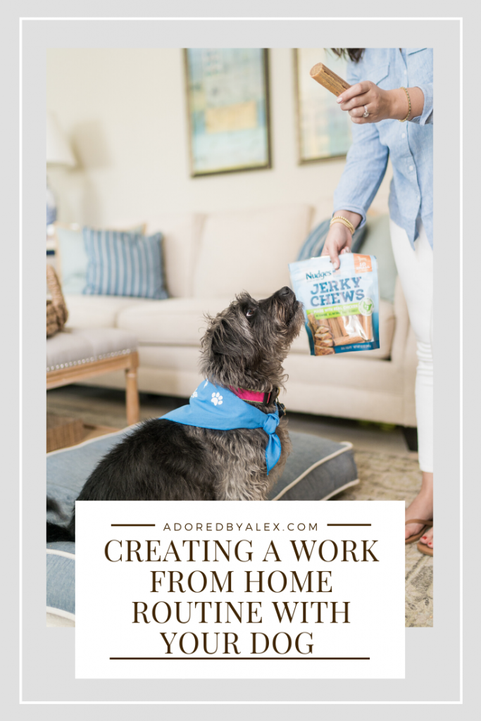 creating a work from home routine with your dog in mind 