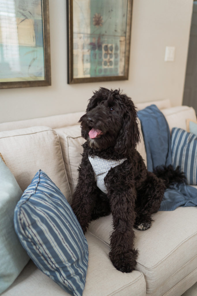 Vera Bradley pet harness | Girl Wonder Life