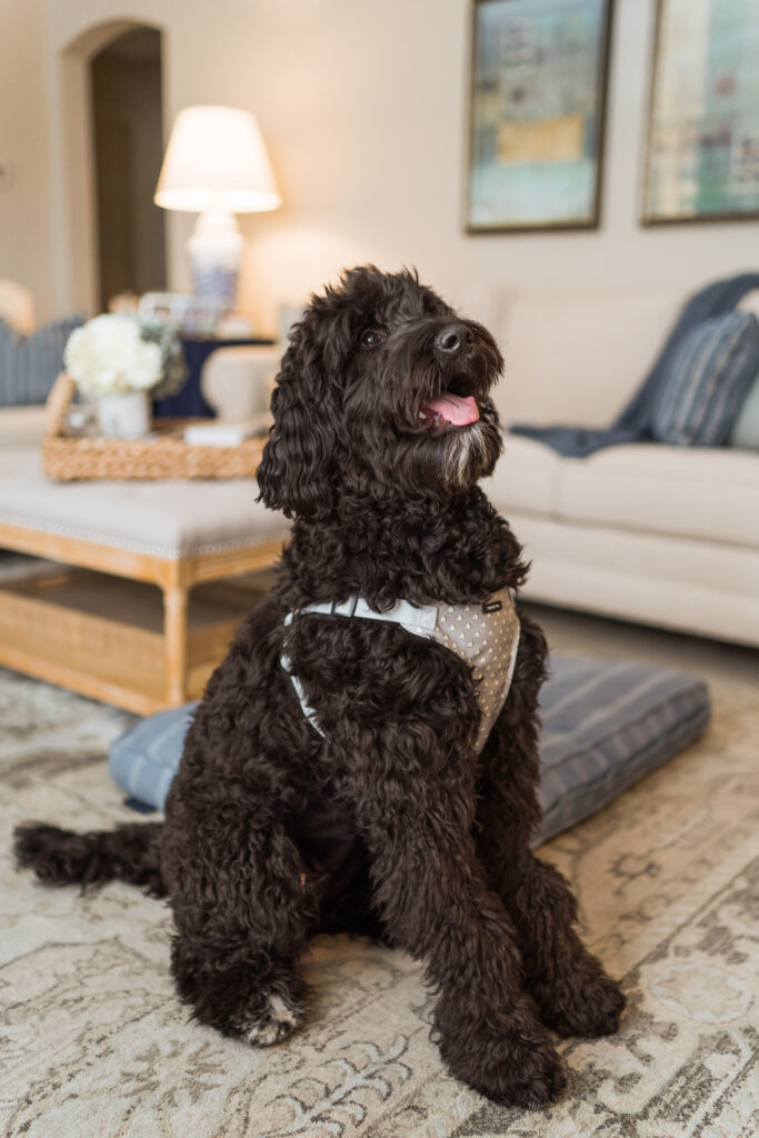 Best dog bowls for large dogs | Girl Wonder Life